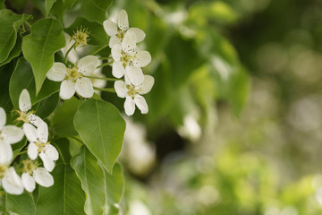 closeup of white apple flowers blossom in late spring, shallow focus