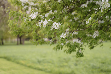 white apple flowers blossom in late spring, shallow focus