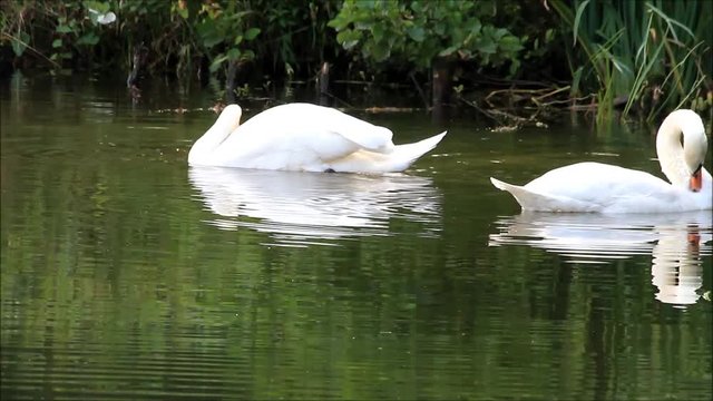 two swans on a lake
