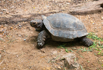 Turtle walking on the sand ground