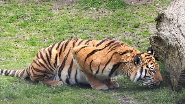 bengal tiger on meadow
