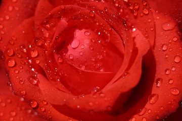 Red romantic roses with water drops