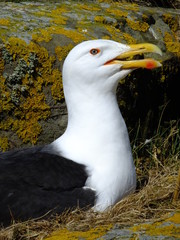 Great Black backed Gull at nest  (close up)