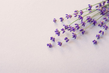 Lavender flowers for your post card. Beautiful spring lavender flower background. Lavender color. Bunch of lavender flowers. Lavender herb for perfume cosmetics. Natural lavender. Lavender.