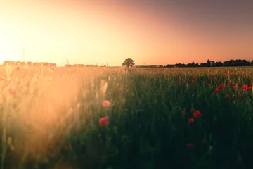 Sonnenlicht © Jeffrey