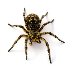 Photo of Lycosa singoriensis, black hair tarantula isolated on white background