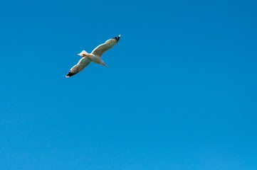 Seagull