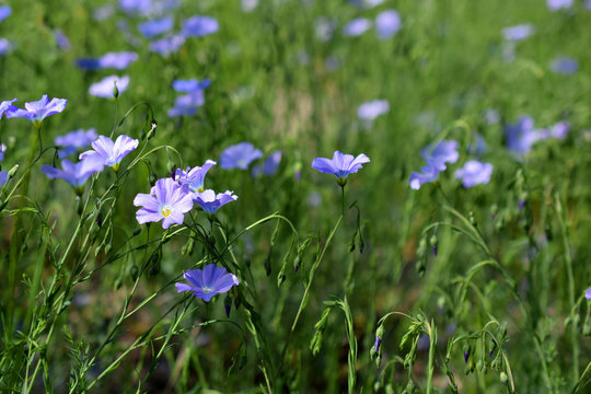 Linum perenne flowers, also know as perennial flax, blue flax, or lint. 