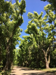並木道と青空