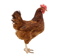 brown hen walking isolated on white, studio shot,chicken