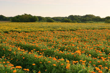 小貝川ふれあい公園のキンセンカ