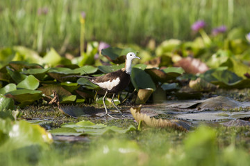 Pheasant-tailed Jacana(Hydrophasianus chirurgus), beautiful bird Standing on lotus leaf in nature