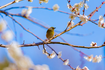 The Japanese White-eye and white plum blossoms. Located in Tokyo Prefecture Japan.