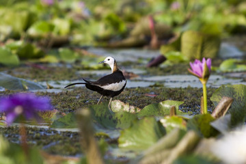 Pheasant-tailed Jacana(Hydrophasianus chirurgus), beautiful bird Standing on lotus leaf in nature