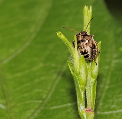 ladybug