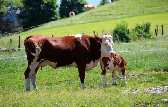 artgerechte tierhaltung kuh mit kalb