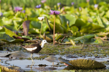 Pheasant-tailed Jacana(Hydrophasianus chirurgus), beautiful bird Standing on lotus leaf in nature