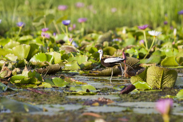 Pheasant-tailed Jacana(Hydrophasianus chirurgus), beautiful bird Standing on lotus leaf in nature