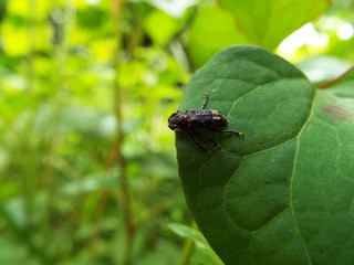 アトジロサビカミキリ longhorn beetle