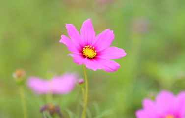 Fototapeta premium Cosmos bipinnatus