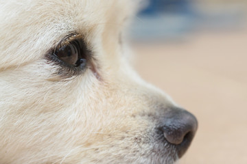 black eye of white dog, close up image