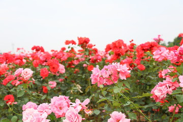 rose garden