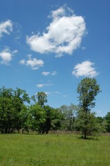 Obraz premium A wonderful summer sends you an air kiss