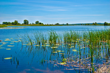 The lake is overgrown with reeds