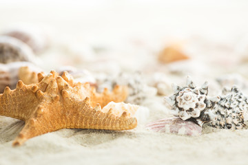 Fototapeta premium Seashells on a neutral background. Summer background with the sand on the sea or ocean coast