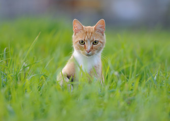 Red cat in the grass - 159179991