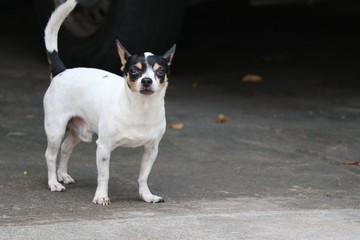Chihuahua dog stand and looking at the camera
