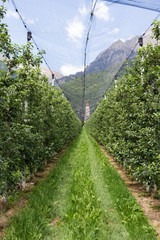 Obraz premium Apfelbäume im südtiroler Vinschgau