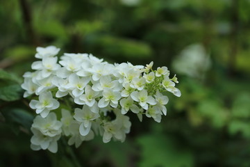 梅雨時の風物詩　紫陽花の花