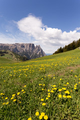 Blühender Löwenzahn mit Berg Schlern im Hintergrund