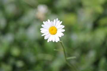 Wild Daisy