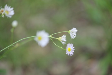 Wild flowers