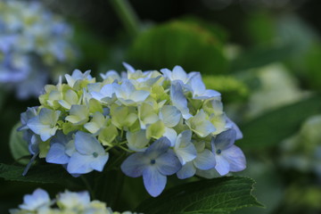 梅雨時の風物詩　紫陽花の花