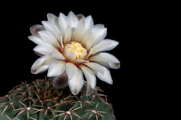 Flower of cactus gymnocalycium quehlianum (copy space)