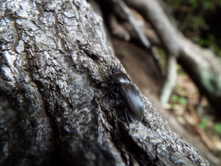 スジクワガタ stug beetle