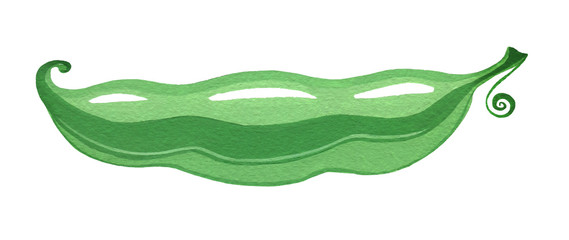 Bean pod, isolated on a white background, gouache