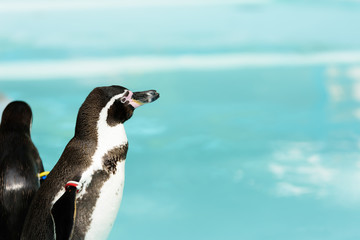 Fototapeta premium ペンギン