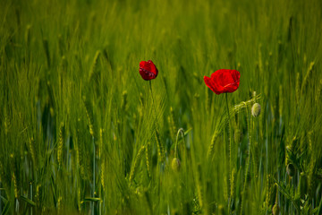 gossip Rose in a field