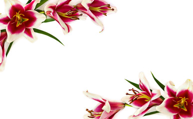 Pink lilies (Trumpet lilies) on a white background with space for text