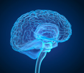 Human brain X-ray scan , Medically accurate 3D illustration