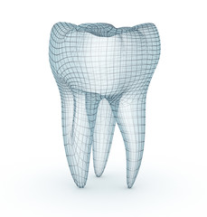 Human molar Tooth, wire model, 3d illustration