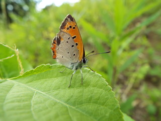 Fototapeta na wymiar ベニシジミ orange butterfly