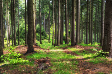 Obraz premium Wandern im Elbsandsteingebirge