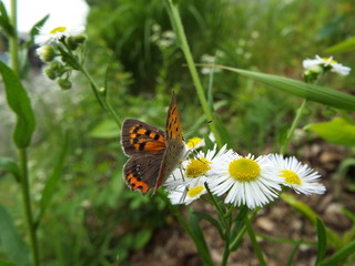 ベニシジミ orange butterfly