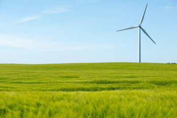 Fototapeta na wymiar Wind power with green cornfield