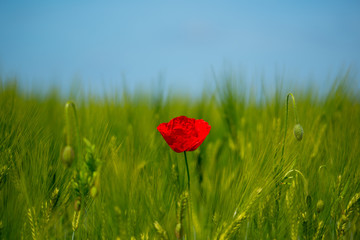 gossip Rose in a field